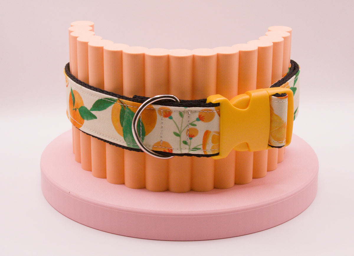 This Dog Collar