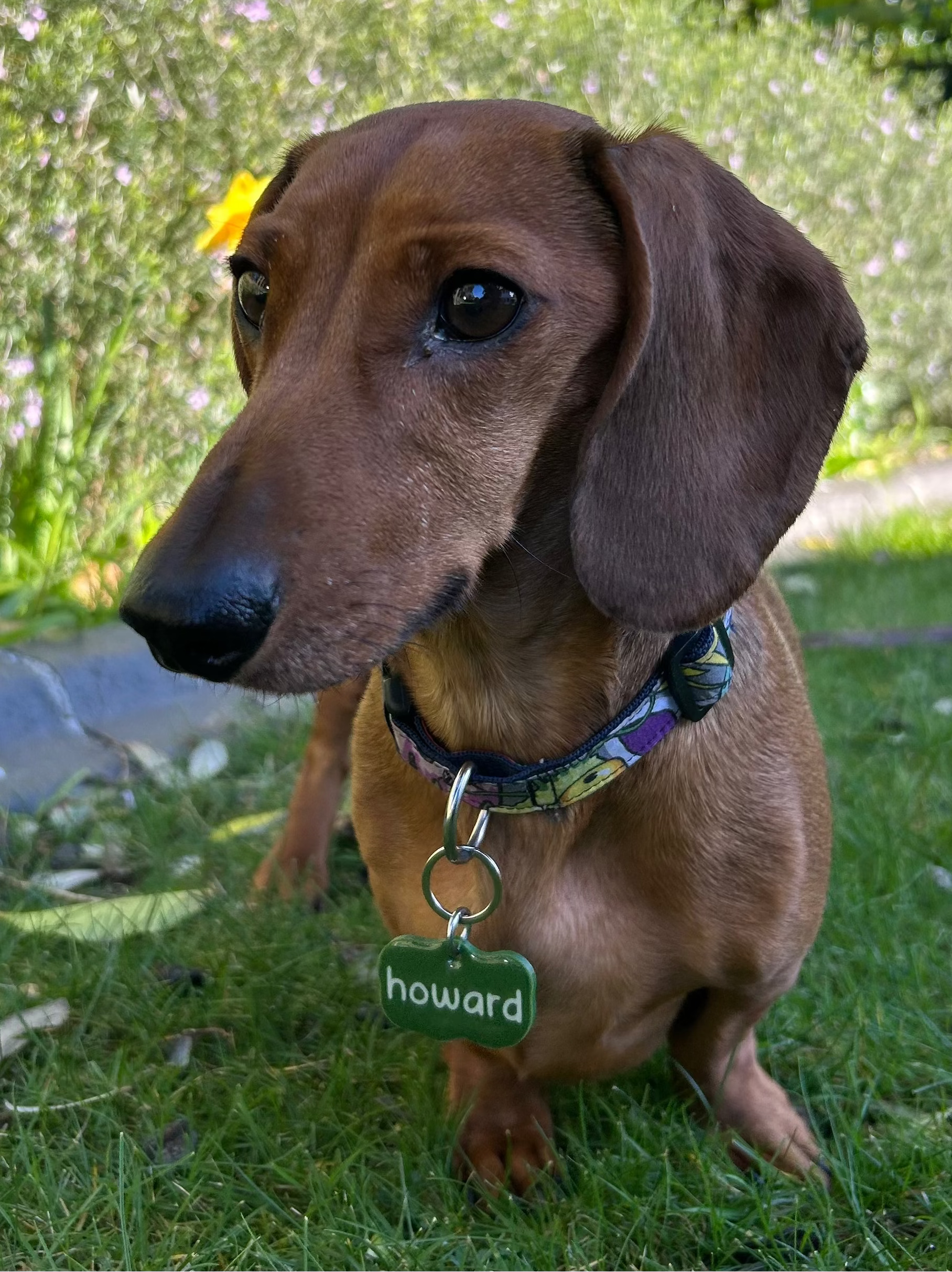 Sniff Me Dog Name Tag